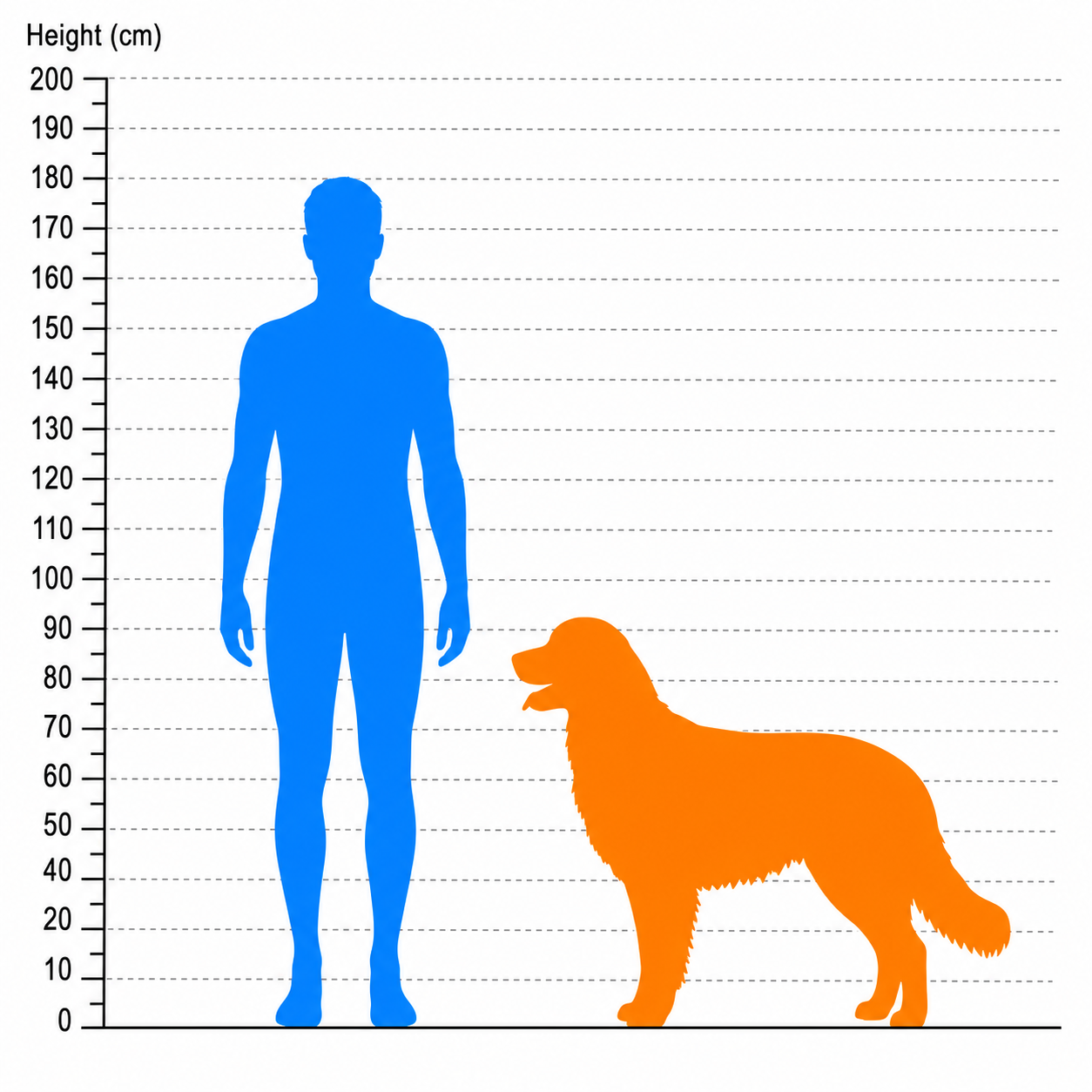 Animal height comparison with a person and animal on the same baseline